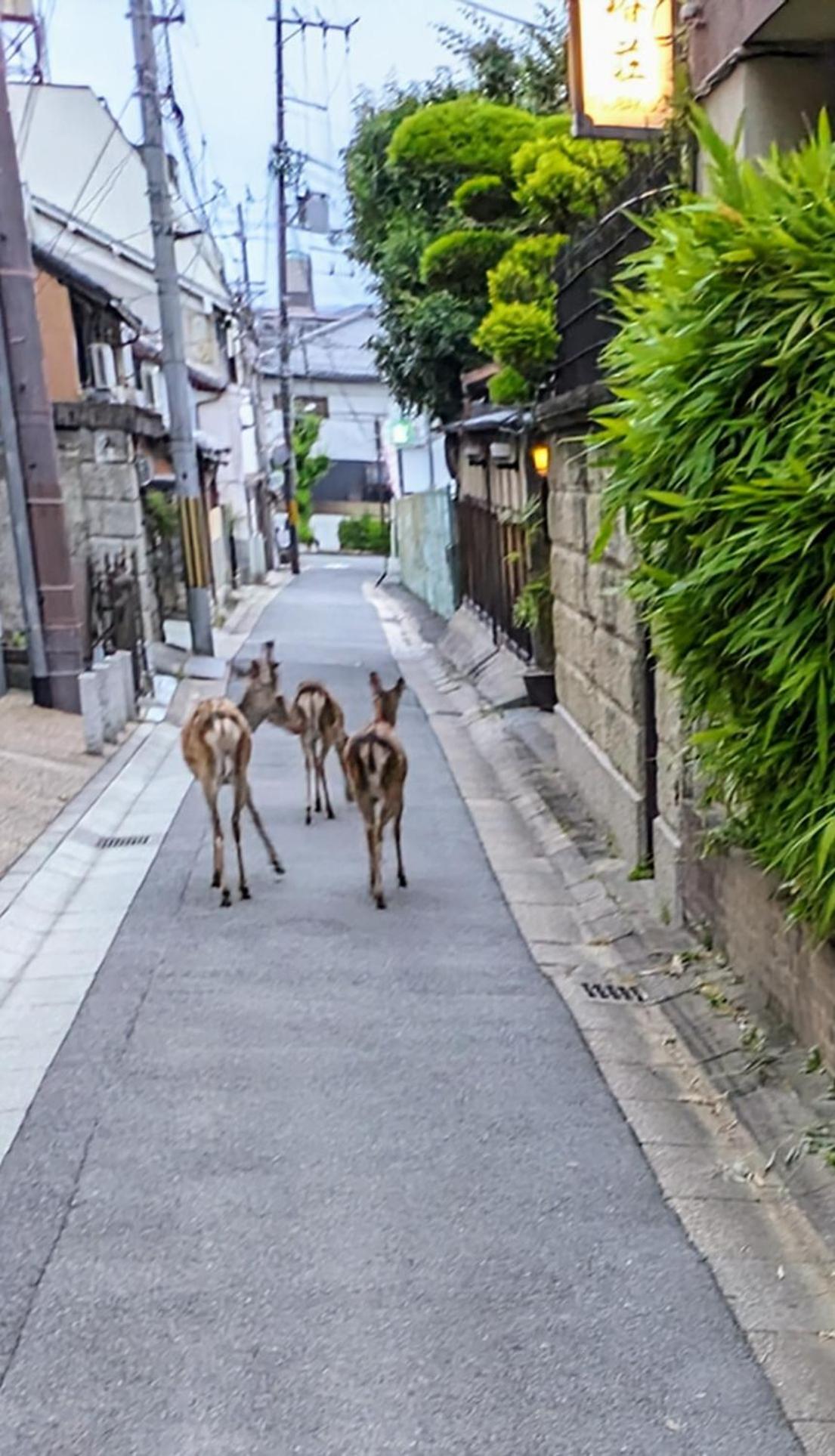 Tsubakiso Hotel Nara Bagian luar foto